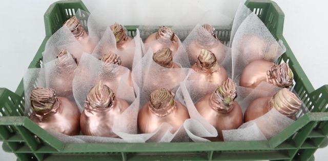 <h4>BOL HIPP WAX CHAMPAGNE</h4>