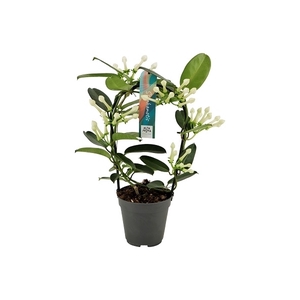 Stephanotis boog 5-6 tros p12