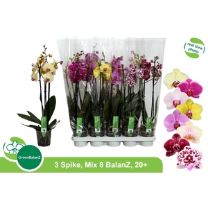 PHAL GEM 8 KL