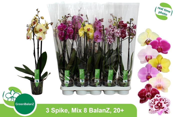 <h4>PHAL GEM 8 KL</h4>