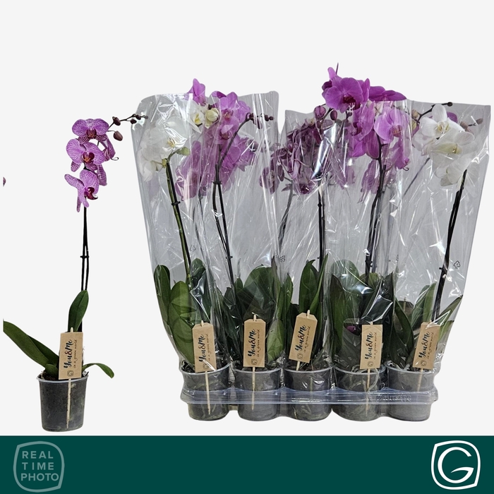 <h4>PHAL GEM 4 KL</h4>
