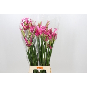 Nerine Babydoll