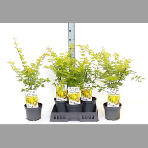 ACER PA ORANGE DREAM