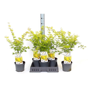 ACER PA ORANGE DREAM