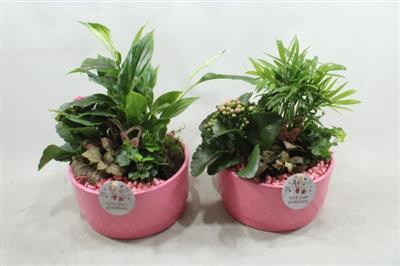 <h4>Sc003 Loes Pink</h4>