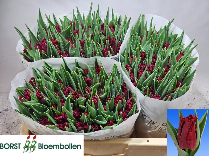 <h4>TU FR PHILLY BELLE</h4>