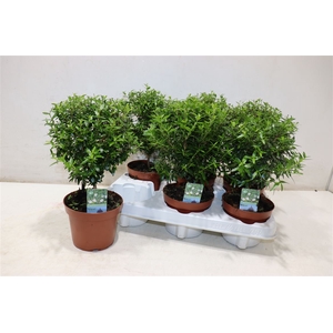 Myrtus Com
