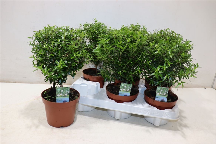 <h4>Myrtus Com</h4>
