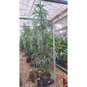 Ficus Alii piramide 350