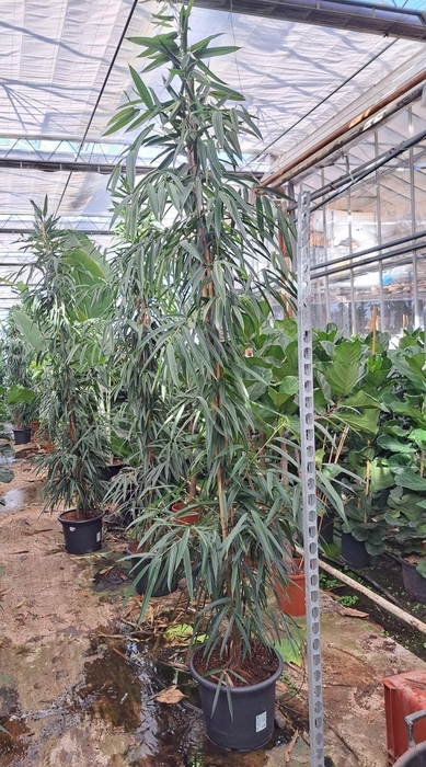 <h4>Ficus Alii piramide 350</h4>