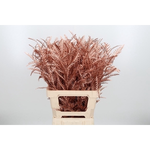 Grevilea Ivanhoe Kl Bh Koper