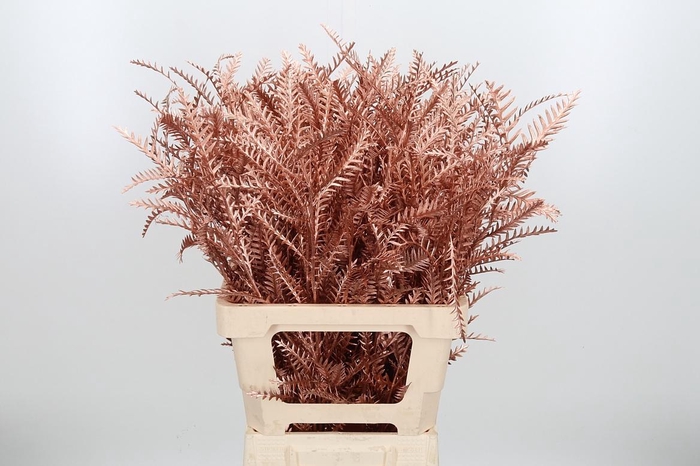 <h4>Grevilea Ivanhoe Kl Bh Koper</h4>