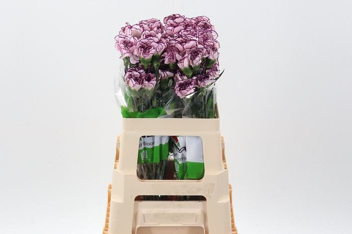 <h4>Di St Damascus 60cm</h4>