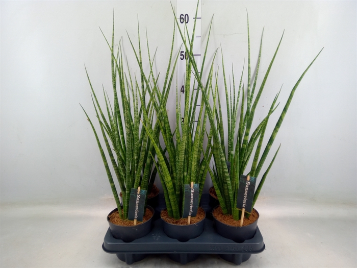 <h4>Sansevieria cyl.  ...</h4>