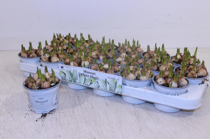 <h4>MUSCAR WHITE MAGIC</h4>