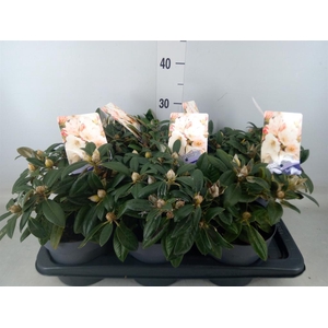 Rhododendron yak. 'Dusty Miller'