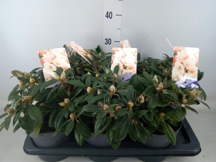 <h4>Rhododendron yak. 'Dusty Miller'</h4>