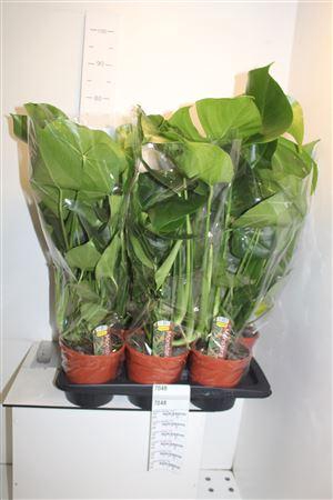 <h4>Monstera Deliciosa 17cm</h4>