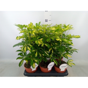 Schefflera arbor. 'Gerda'