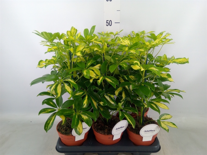 <h4>Schefflera arbor. 'Gerda'</h4>