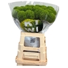 Dianthus Br Kiwi Mellow XXL