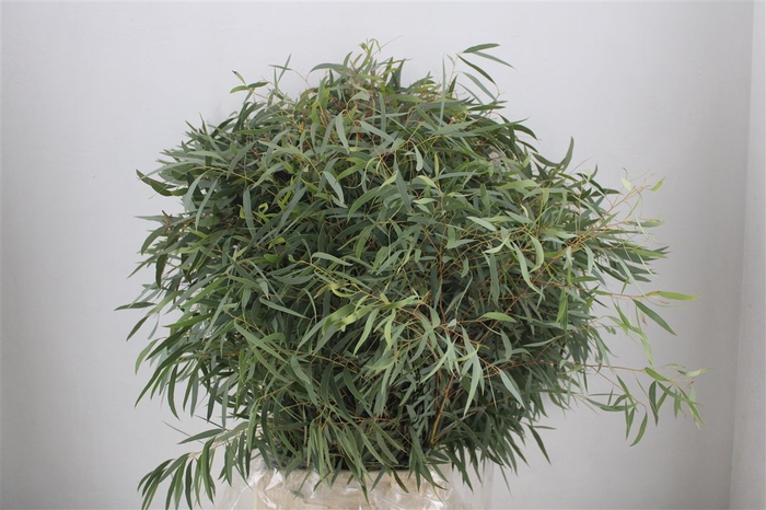<h4>Euca Nicoly 300gr P Bunch</h4>