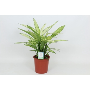 Dieffenbachia Vesuvius