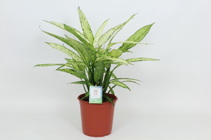 <h4>Dieffenbachia Vesuvius</h4>