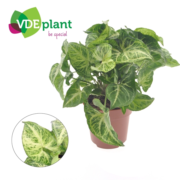 <h4>Syngonium 'Arrow'</h4>