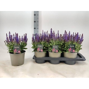 SALVIA NE SE SKY BLU