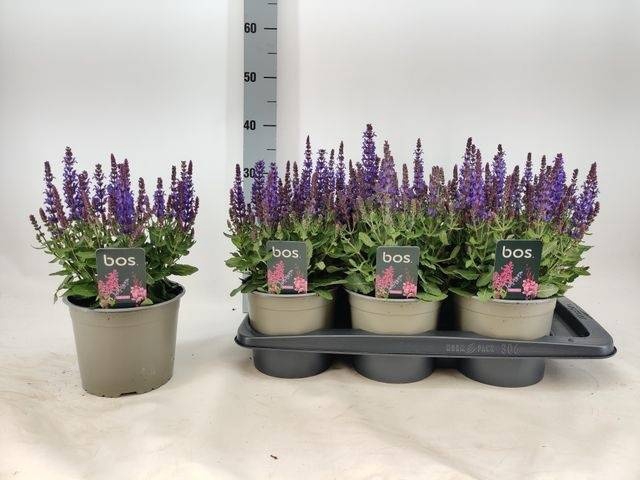 <h4>SALVIA NE SE SKY BLU</h4>