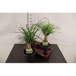 Beaucarnea Recurvata 17 Cm. Pot