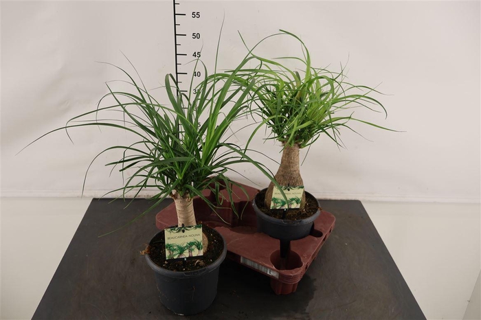 <h4>Beaucarnea Recurvata 17 Cm. Pot</h4>