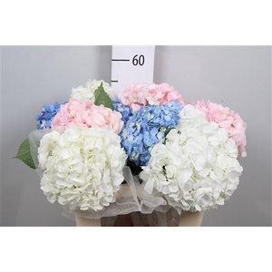 Hydrangea Gemengd