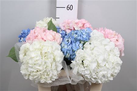 <h4>Hydrangea Gemengd</h4>