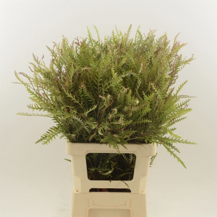 <h4>Grevillea Ivanhoe Bronze</h4>