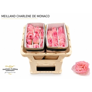 Rosa Meilland Charlene de Monaco