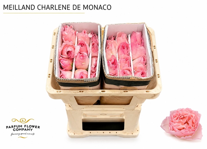 <h4>Rosa Meilland Charlene de Monaco</h4>