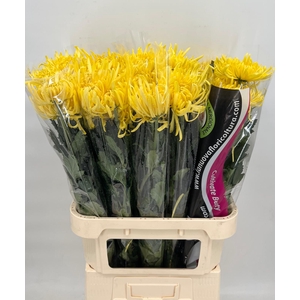 Chrys  Gp Saffina Yellow