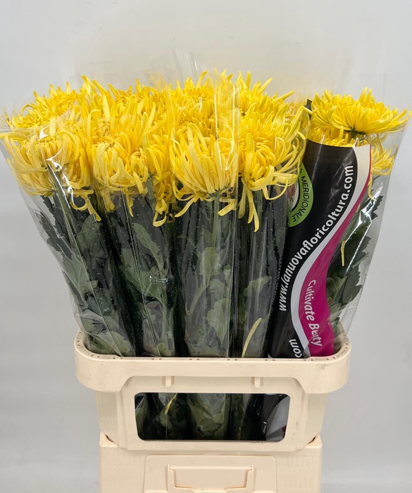 <h4>Chrys  Gp Saffina Yellow</h4>