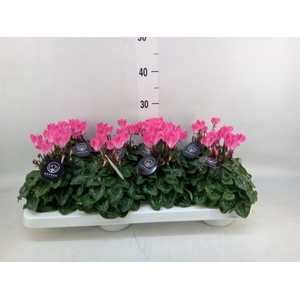 Cyclamen KL   ...patio