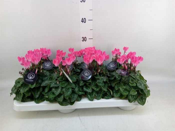<h4>Cyclamen KL   ...patio</h4>