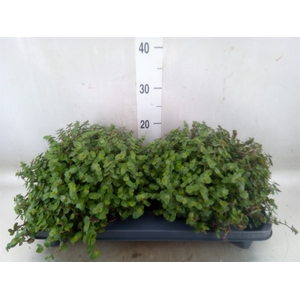 Callisia repens