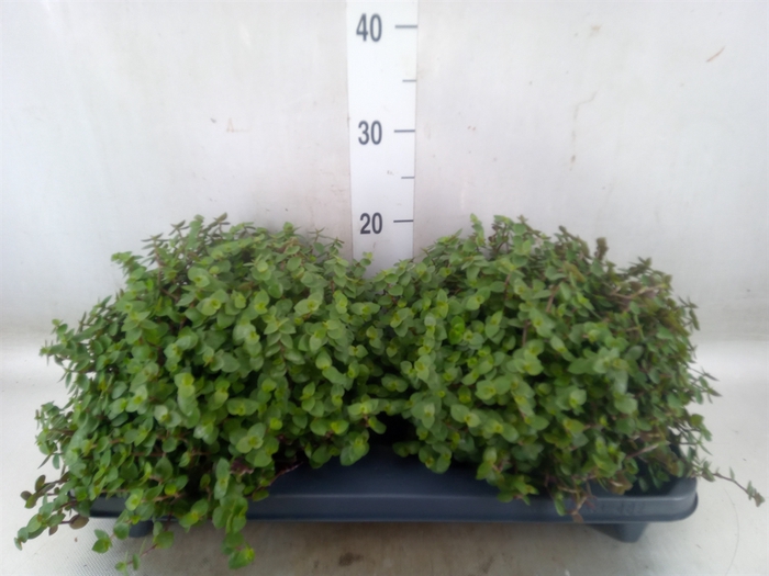 <h4>Callisia repens</h4>