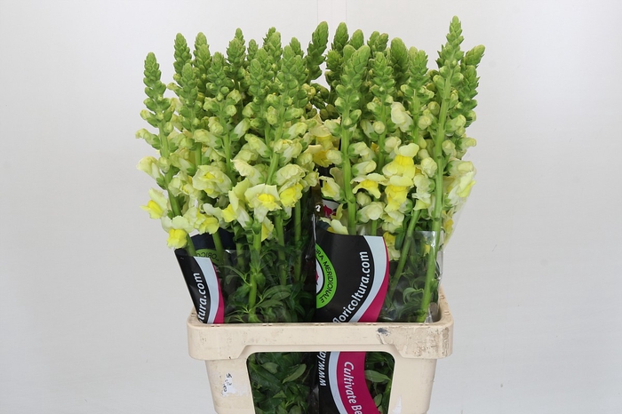 <h4>Antirrhinum Potomac Geel</h4>