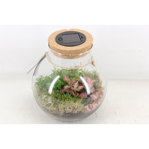 arr3 WR - Terrarium Venus LED X4