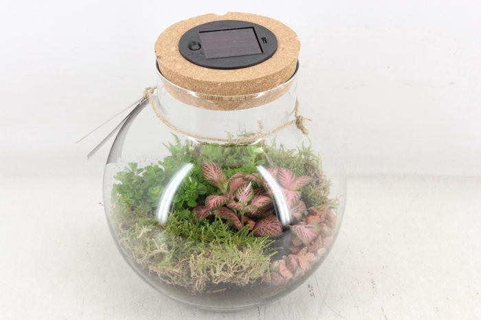 arr3 WR - Terrarium Venus LED X4