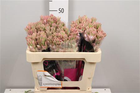 <h4>Poliant Elle Pink</h4>