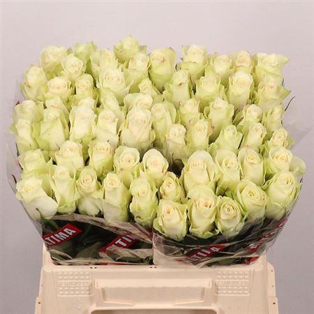 <h4>R Gr Athena</h4>