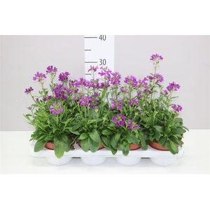 Arabis Ca Rosea
